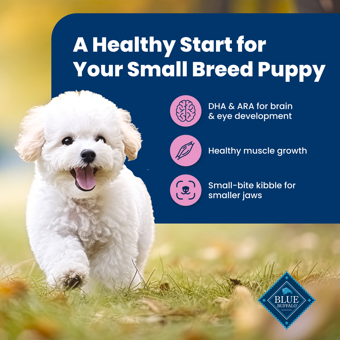 find-the-best-blue-life-protection-small-breed-puppy-chicken-oatmeal-5-fashion_6.png